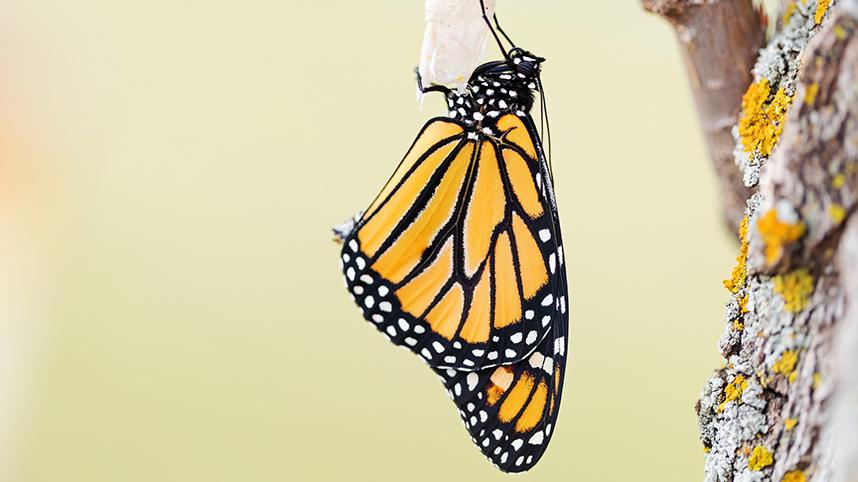 A monarch butterfly hanging from its chrysalis